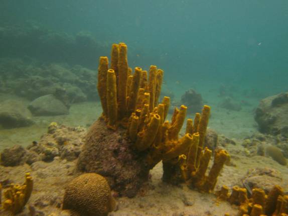 Maravilhoso snorkel na praia de Chastanet, em Soufriere, sul de Santa Lúcia